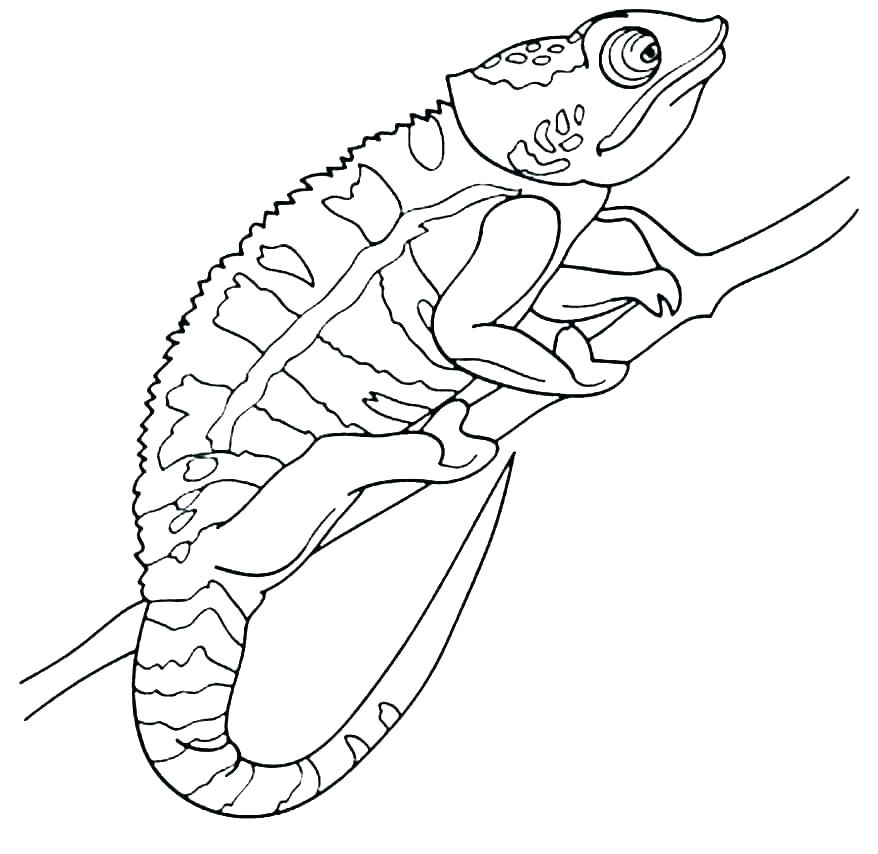 chameleon coloring pages printable jpg