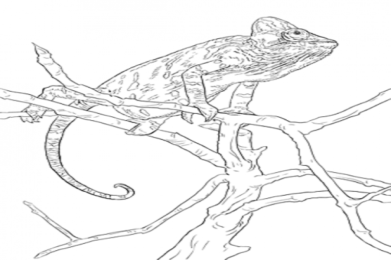 115 Chameleon Coloring Pages Printable 103