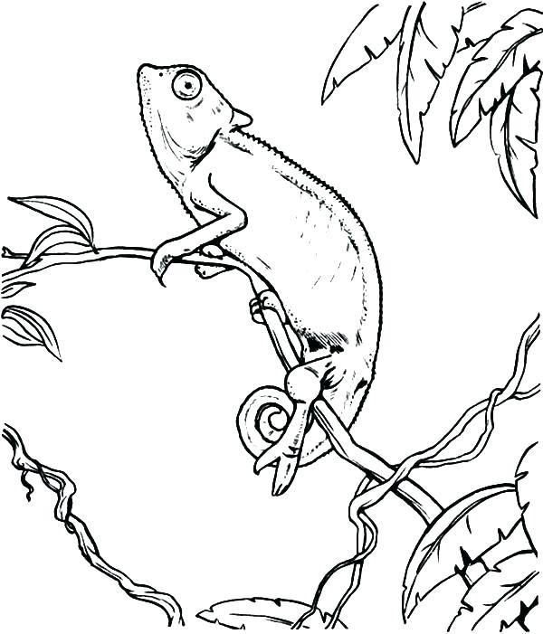 115 Chameleon Coloring Pages Printable 105