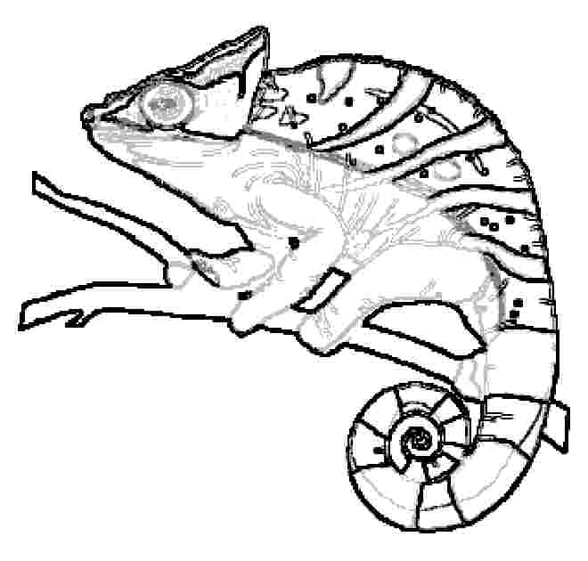 115 Chameleon Coloring Pages Printable 108