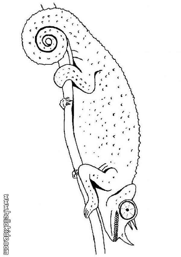 115 Chameleon Coloring Pages Printable 109