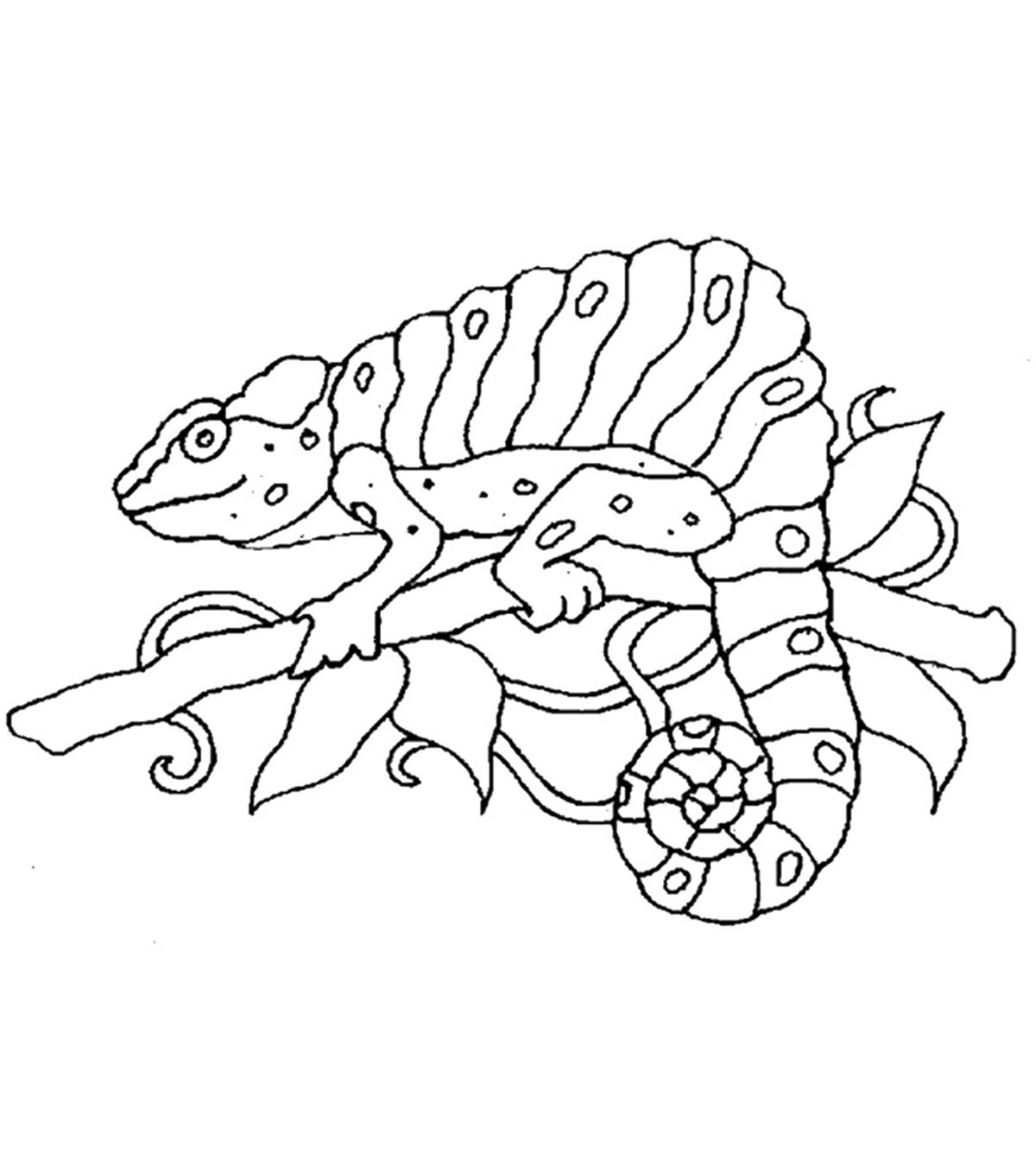 115 Chameleon Coloring Pages Printable 11