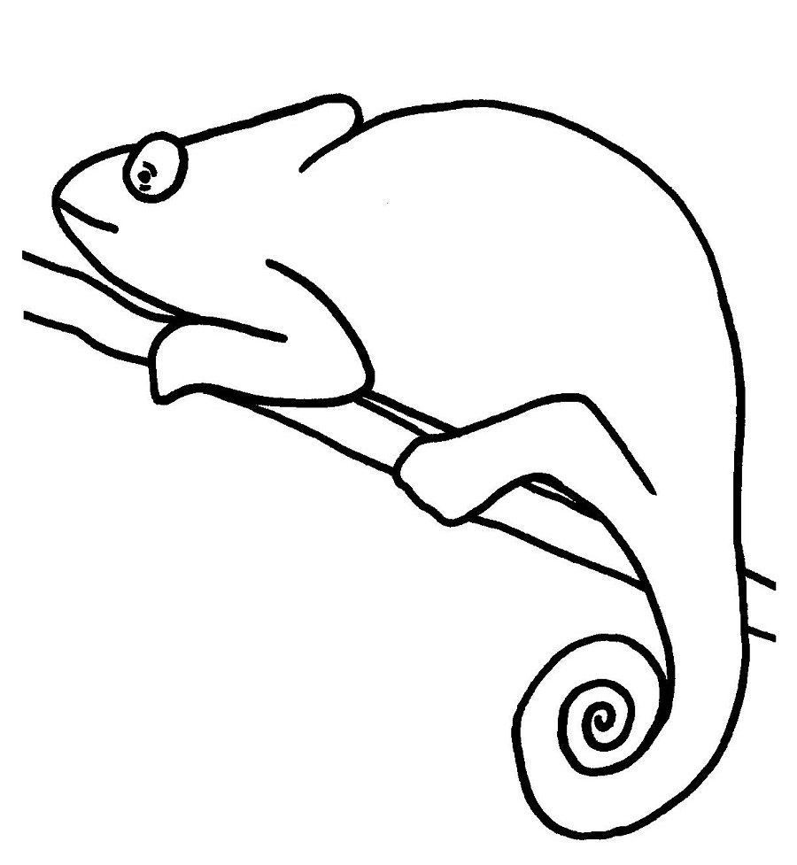 115 Chameleon Coloring Pages Printable 13