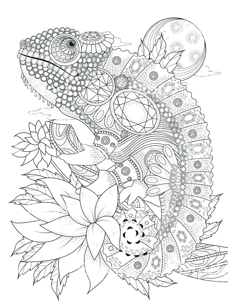 115 Chameleon Coloring Pages Printable 18