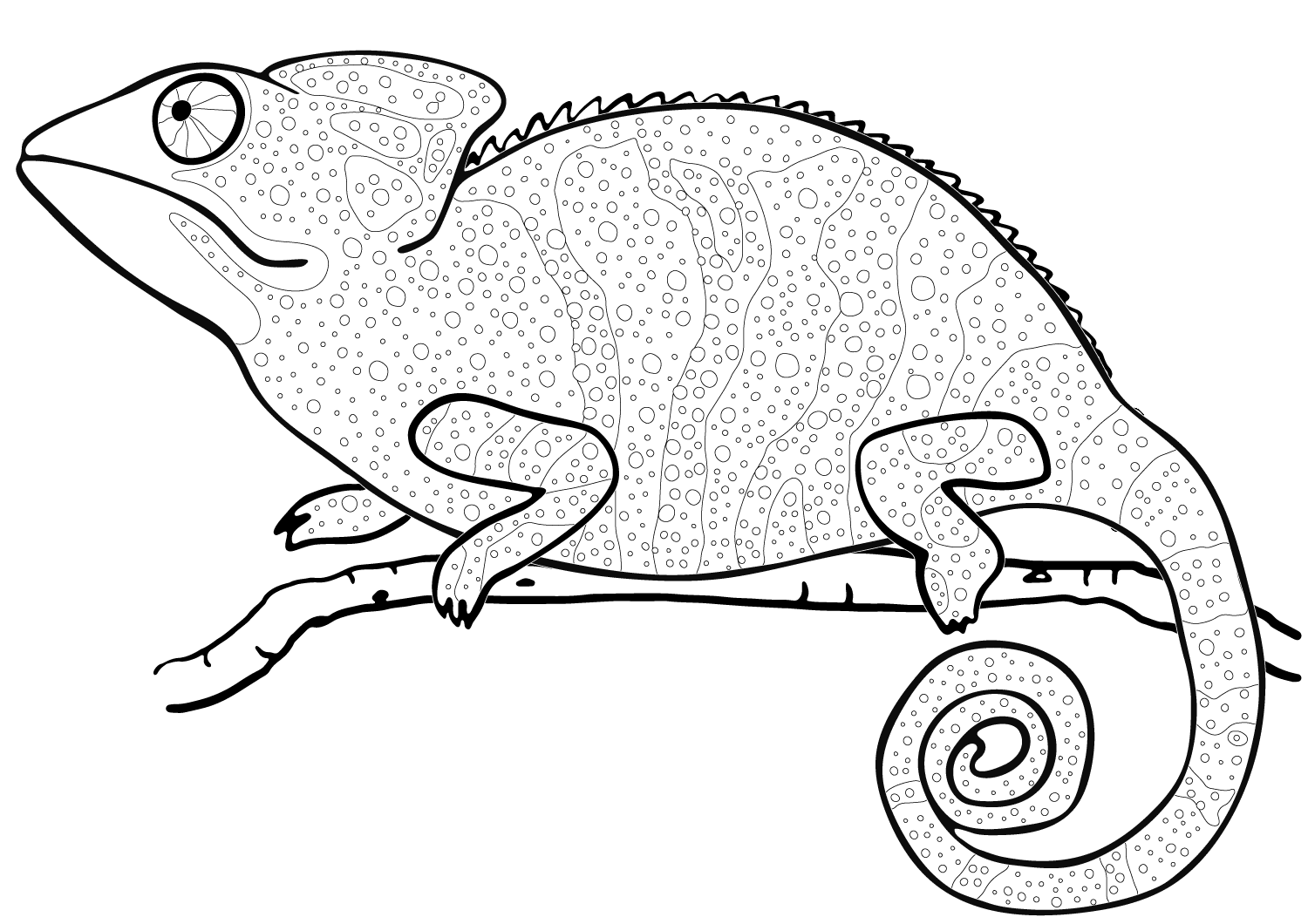 115 Chameleon Coloring Pages Printable 20