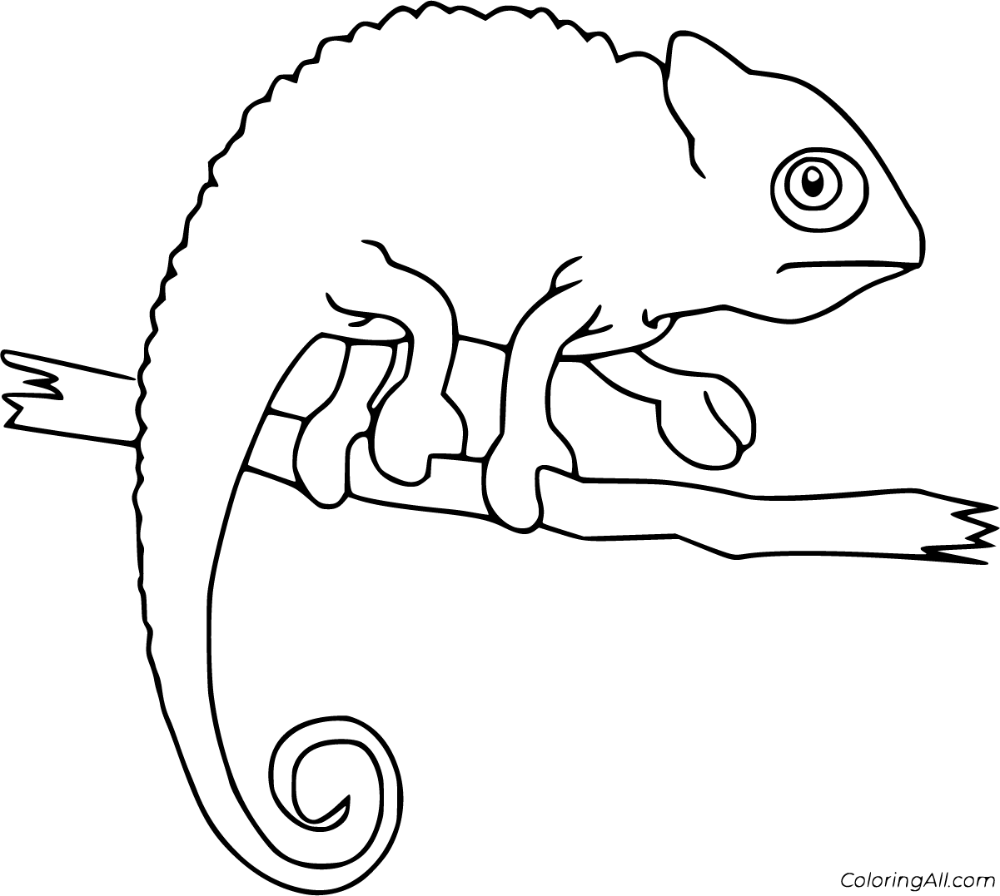 115 Chameleon Coloring Pages Printable 21