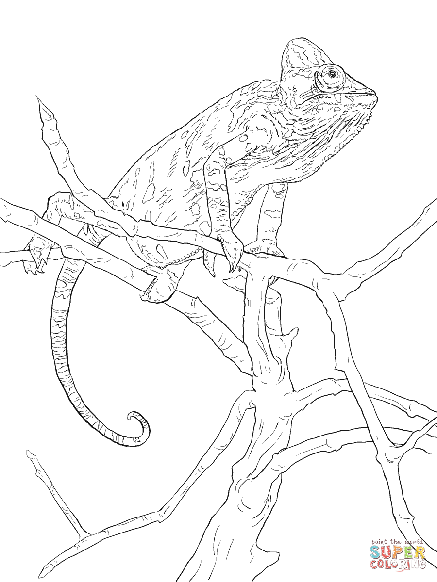 115 Chameleon Coloring Pages Printable 23