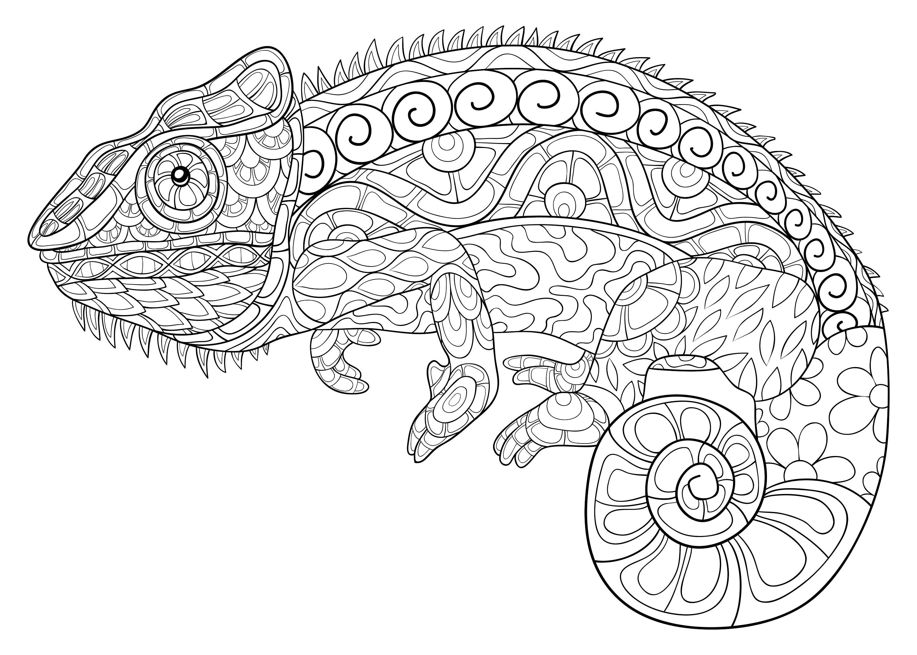 chameleon coloring pages printable jpg