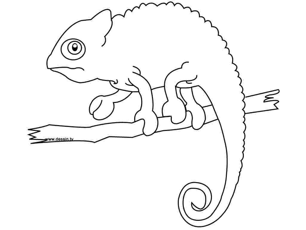 115 Chameleon Coloring Pages Printable 32