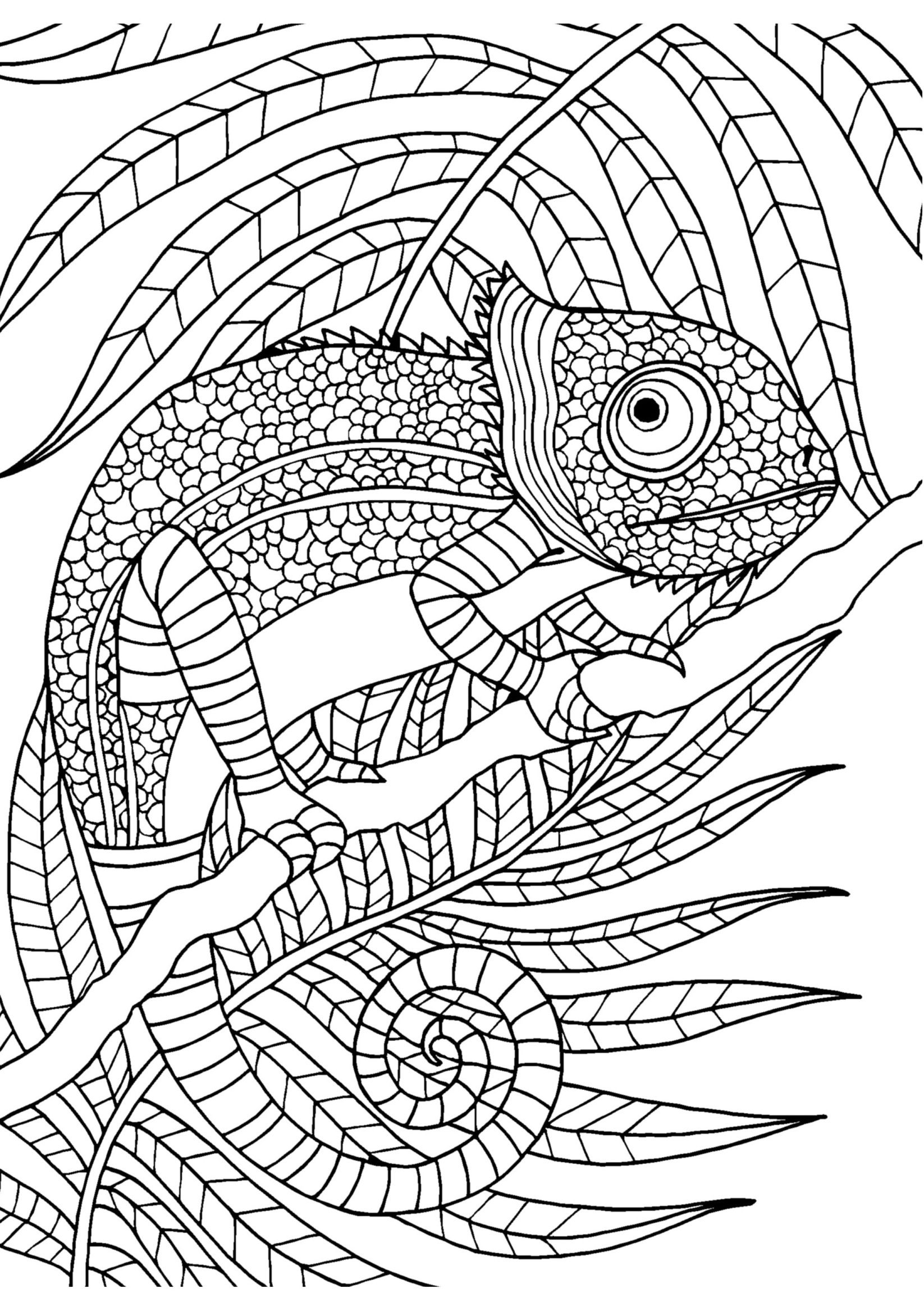 115 Chameleon Coloring Pages Printable 36