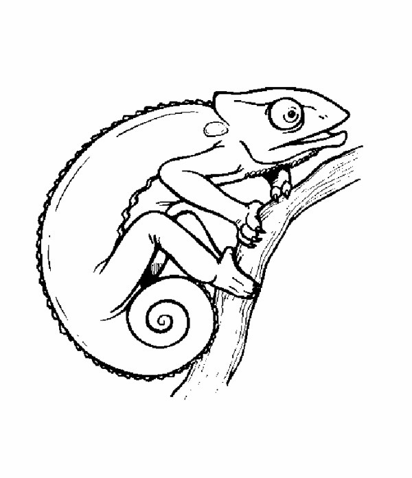 115 Chameleon Coloring Pages Printable 41