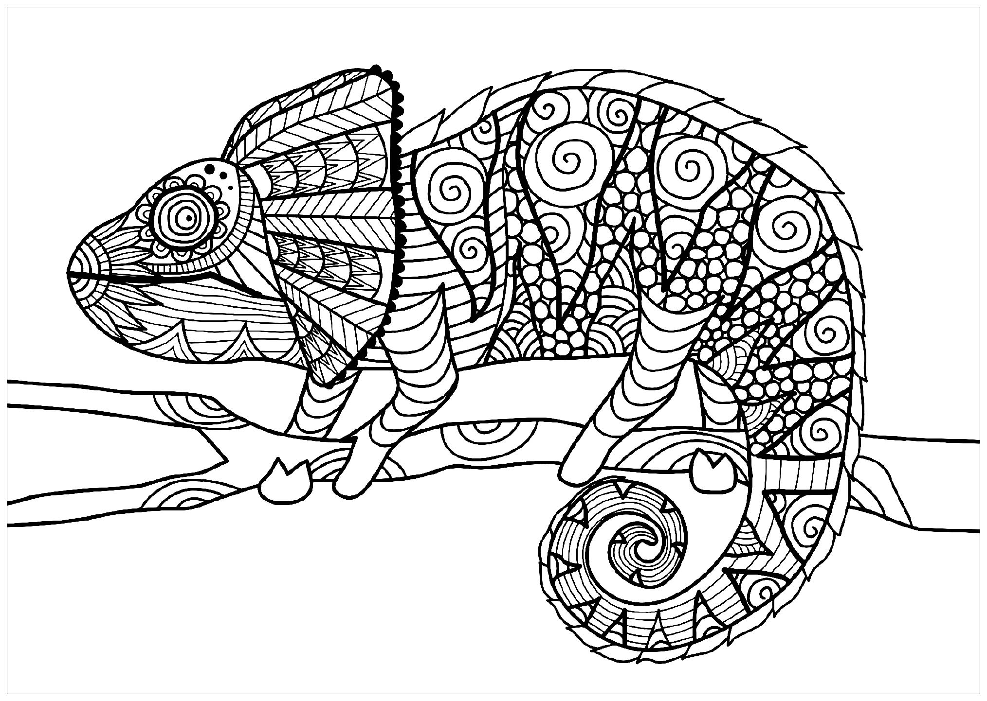 chameleon coloring pages printable jpg