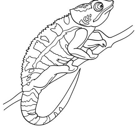 115 Chameleon Coloring Pages Printable 51