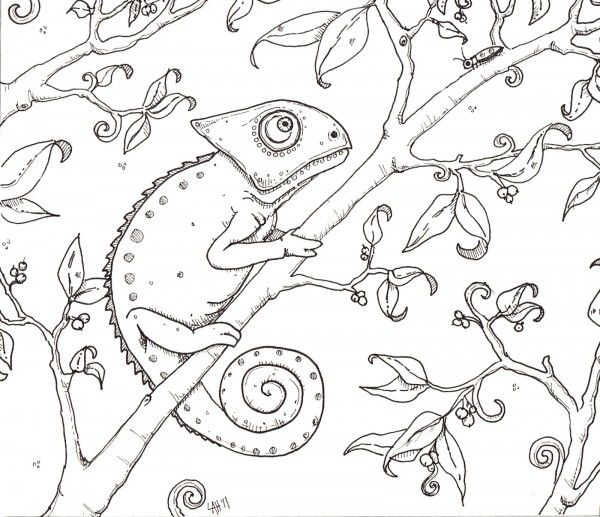 115 Chameleon Coloring Pages Printable 54