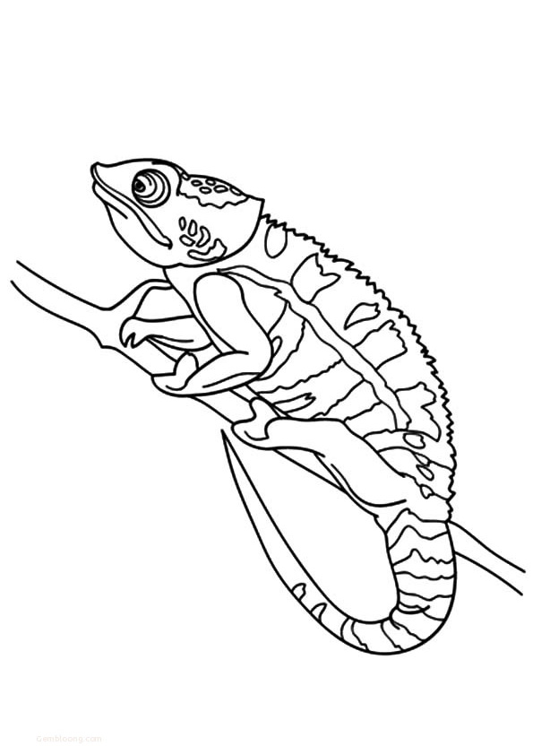 115 Chameleon Coloring Pages Printable 59