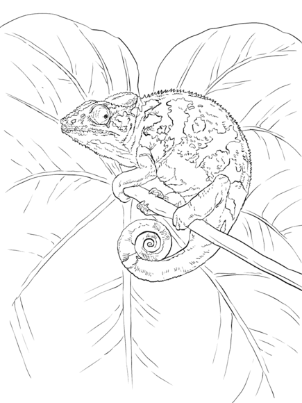 115 Chameleon Coloring Pages Printable 61