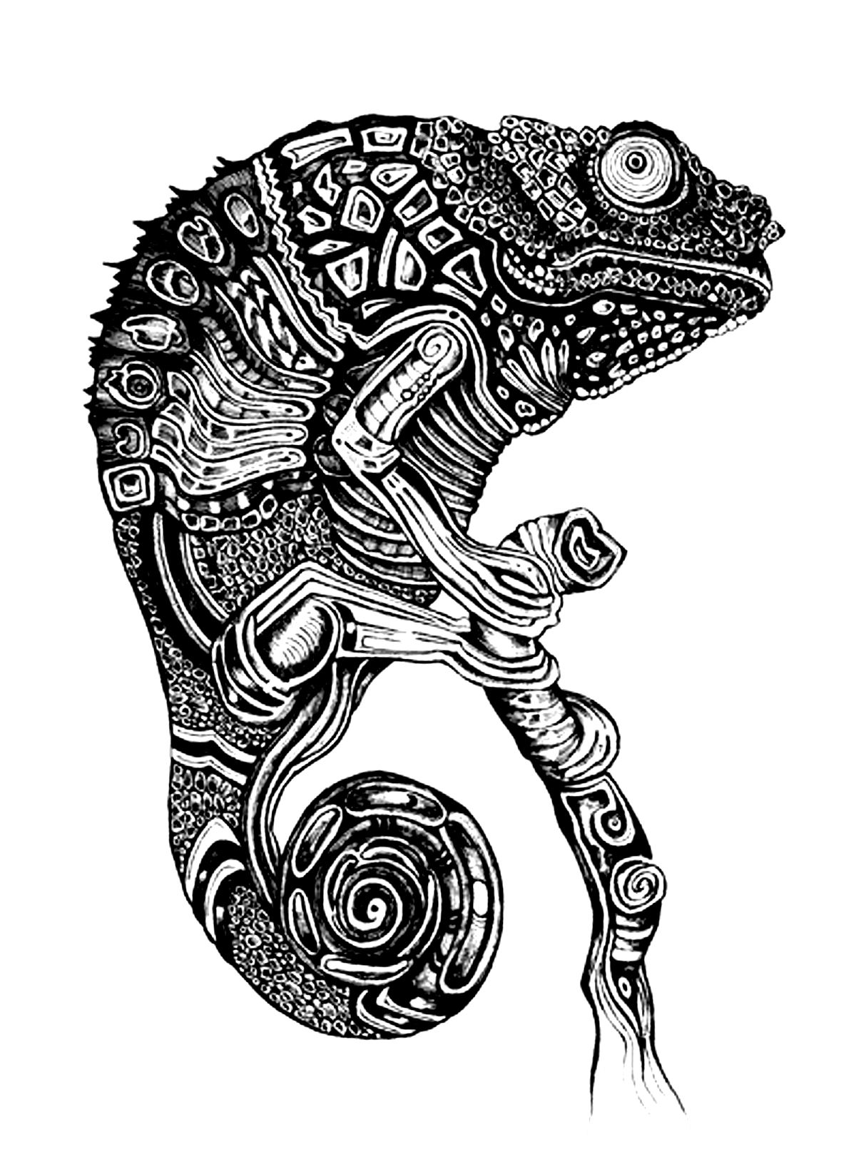 115 Chameleon Coloring Pages Printable 64