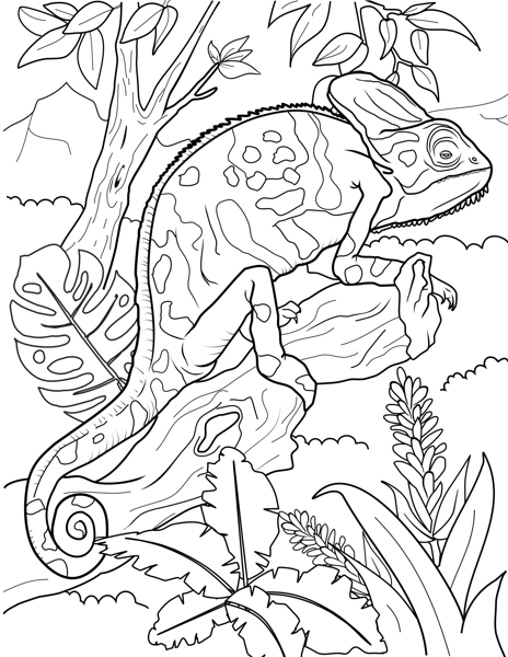 115 Chameleon Coloring Pages Printable 69