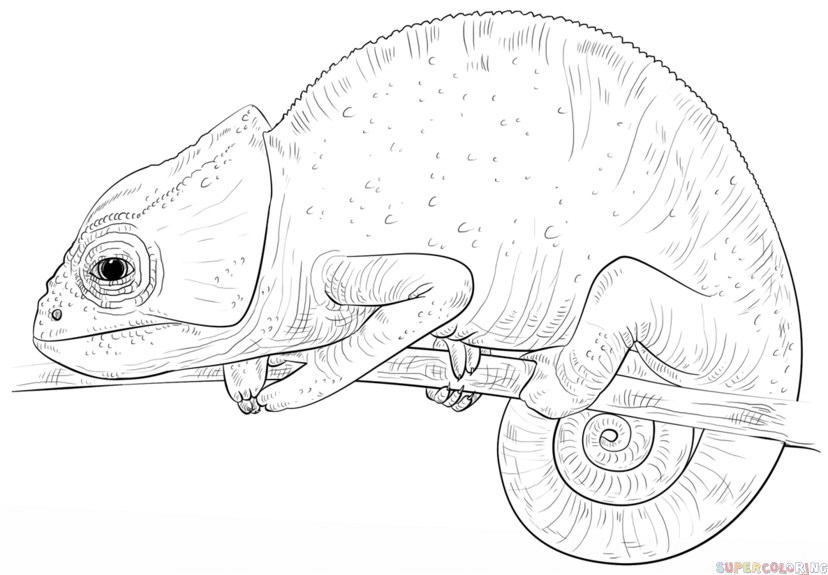 115 Chameleon Coloring Pages Printable 70