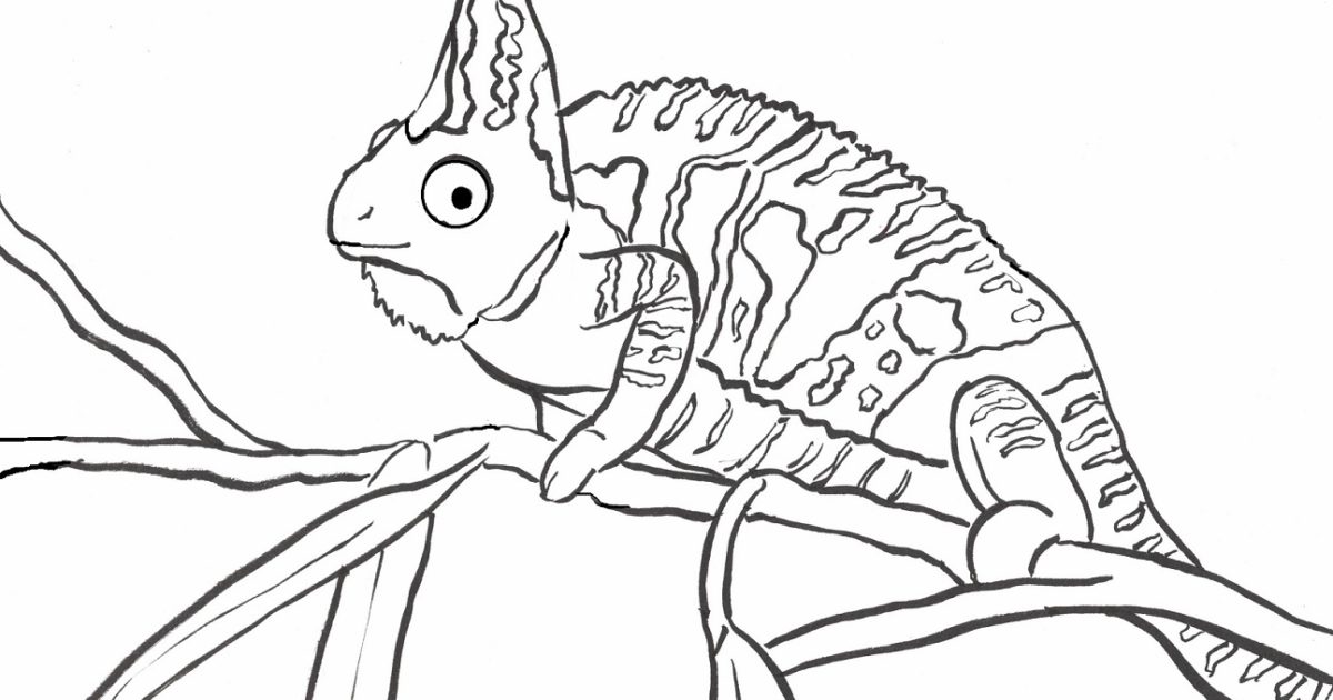 115 Chameleon Coloring Pages Printable 73