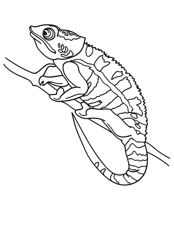 115 Chameleon Coloring Pages Printable 75