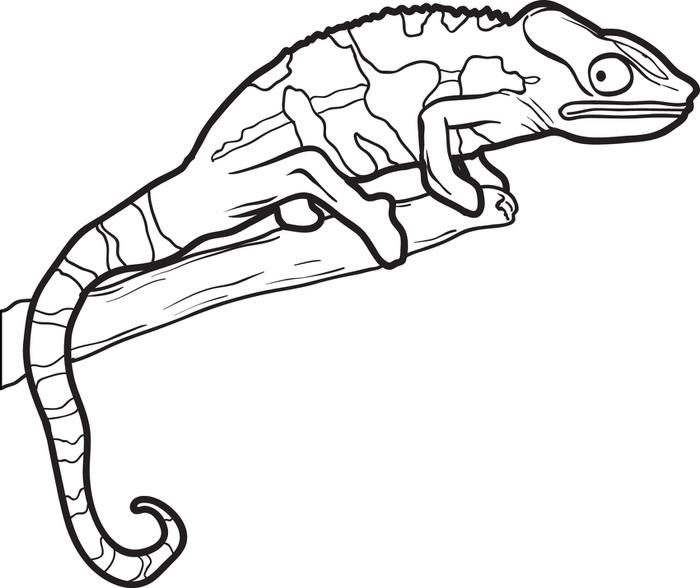 115 Chameleon Coloring Pages Printable 85