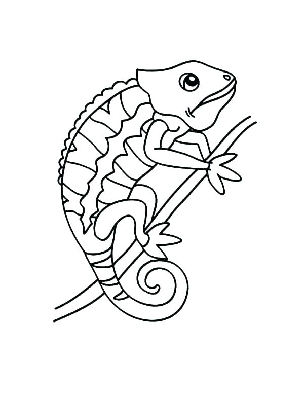 115 Chameleon Coloring Pages Printable 87