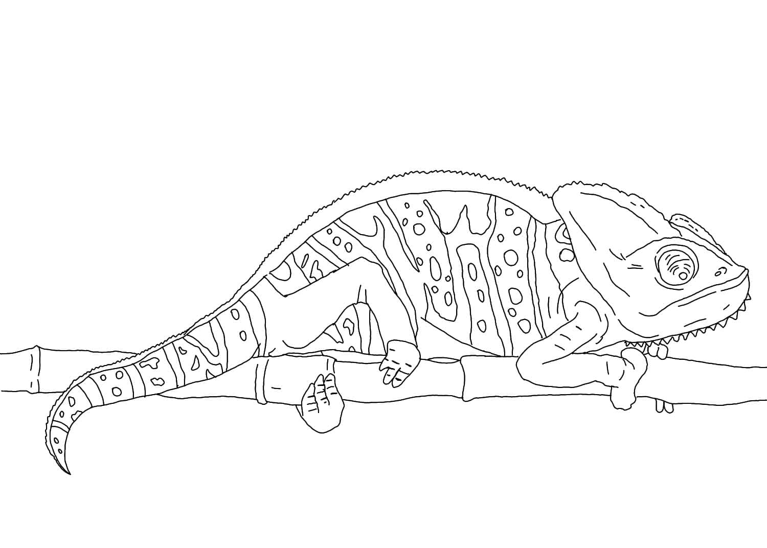 115 Chameleon Coloring Pages Printable 88