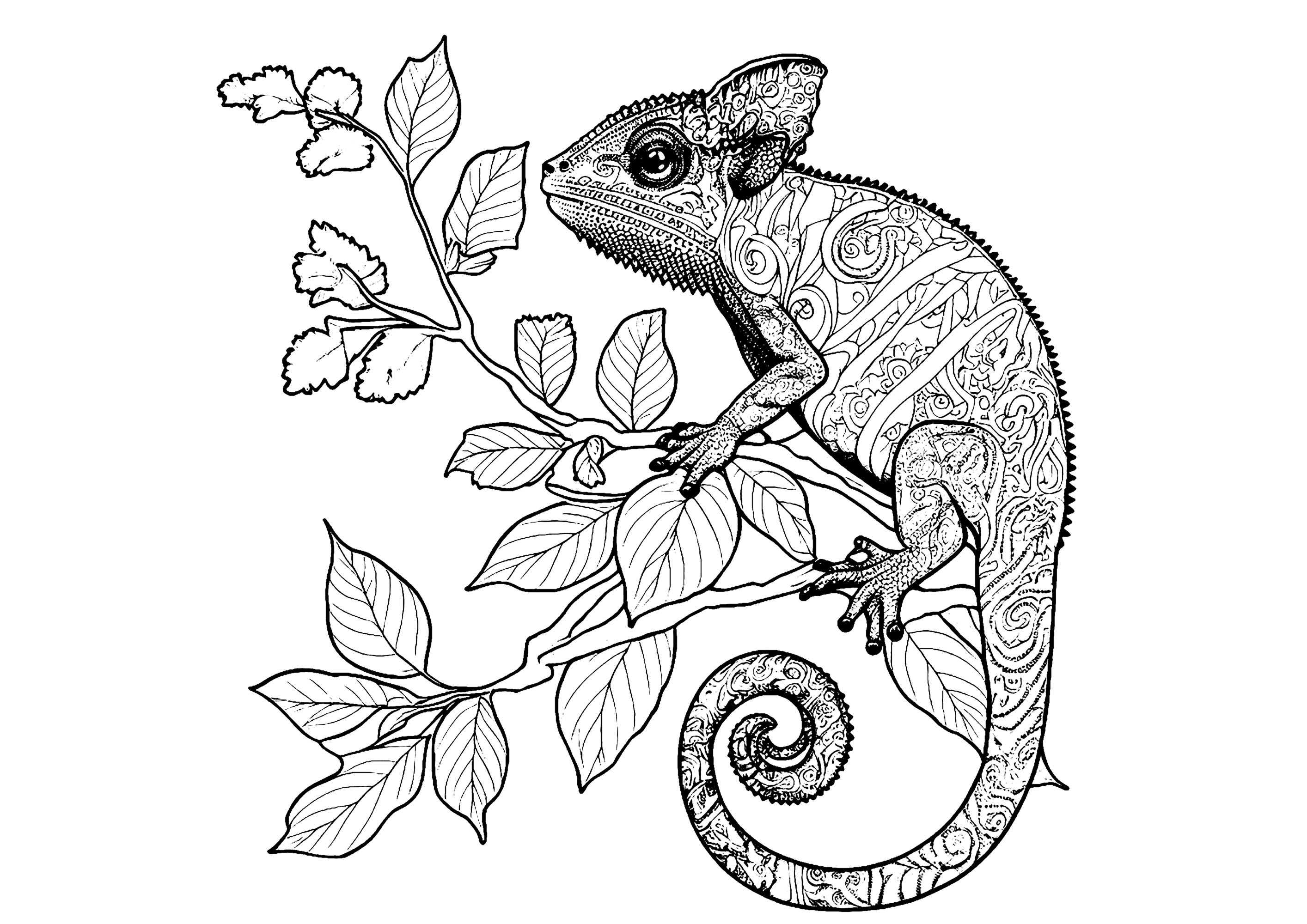 chameleon coloring pages printable jpg