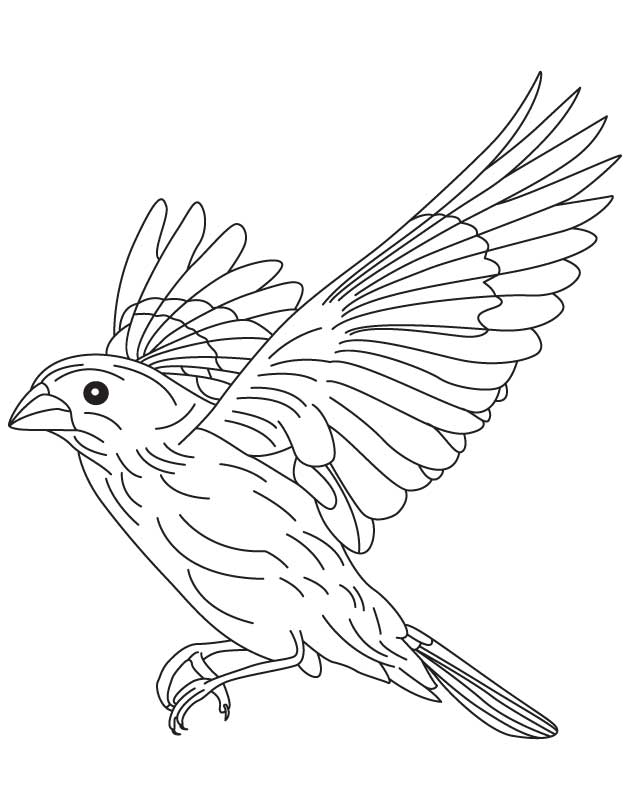 168 Bluebird Coloring Pages Printable 103