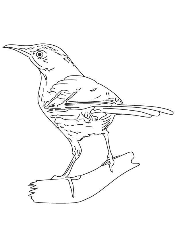 168 Bluebird Coloring Pages Printable 105