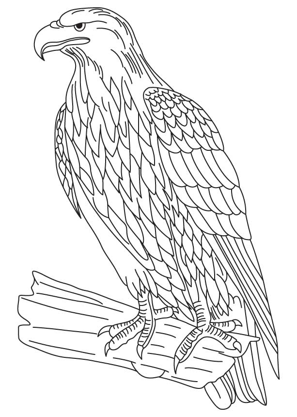 168 Bluebird Coloring Pages Printable 107