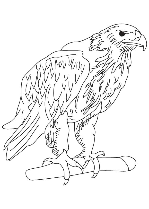 168 Bluebird Coloring Pages Printable 110