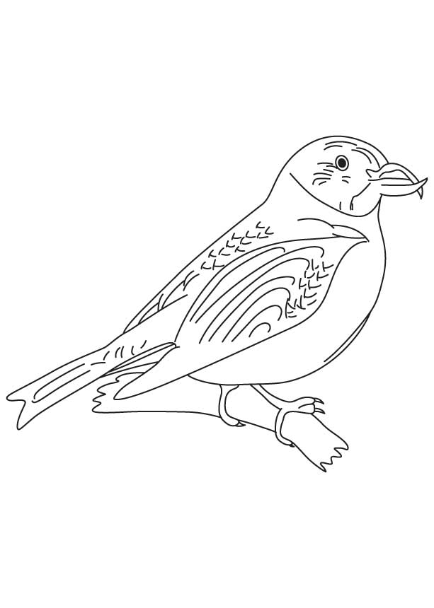 168 Bluebird Coloring Pages Printable 12