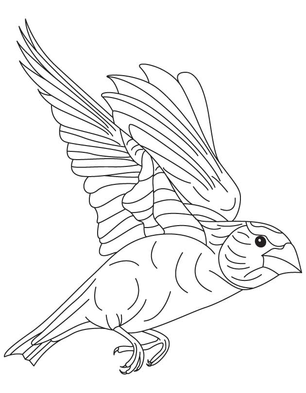 168 Bluebird Coloring Pages Printable 123