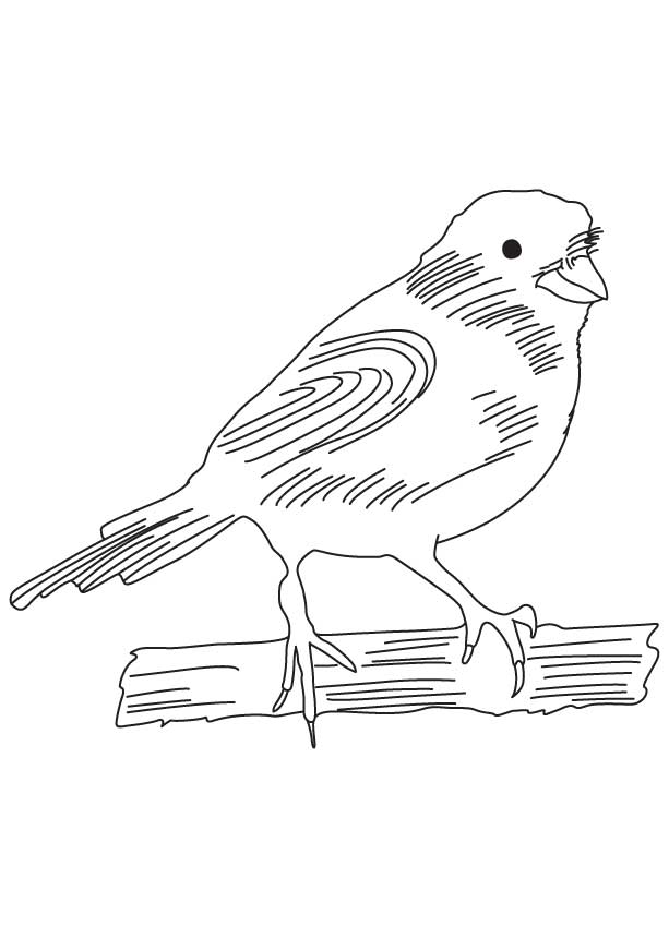 168 Bluebird Coloring Pages Printable 127