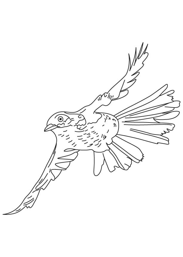 168 Bluebird Coloring Pages Printable 130