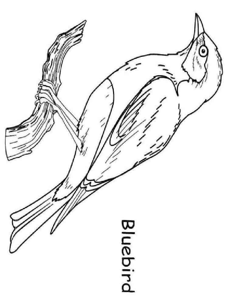 168 Bluebird Coloring Pages Printable 134