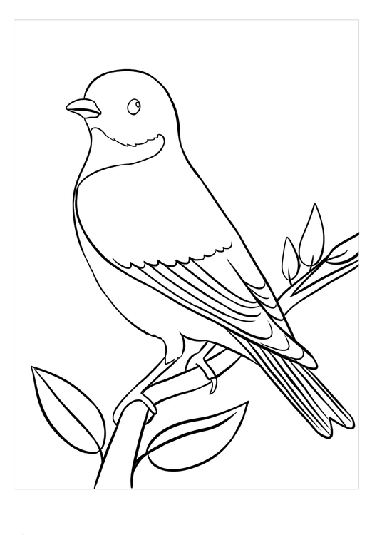 168 Bluebird Coloring Pages Printable 137