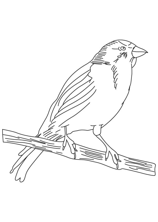 168 Bluebird Coloring Pages Printable 141