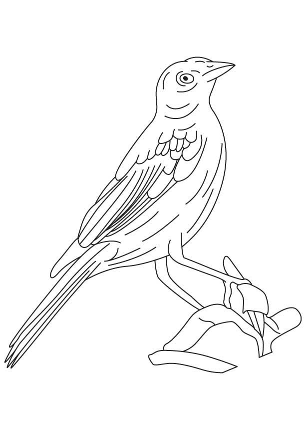 168 Bluebird Coloring Pages Printable 143