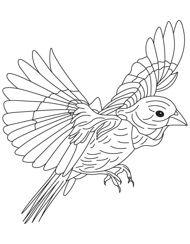 bluebird coloring pages printable jpg