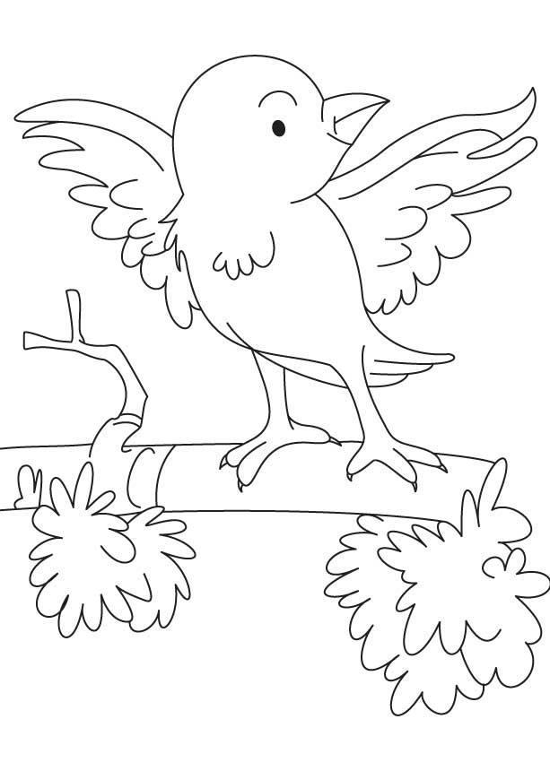 bluebird coloring pages printable jpg