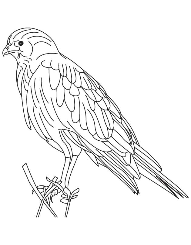 bluebird coloring pages printable jpg