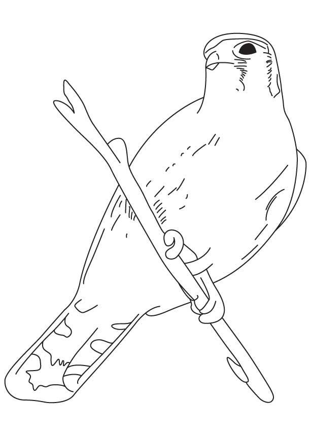 168 Bluebird Coloring Pages Printable 149