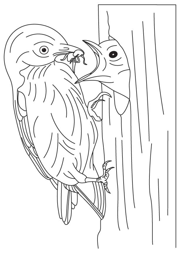 168 Bluebird Coloring Pages Printable 158