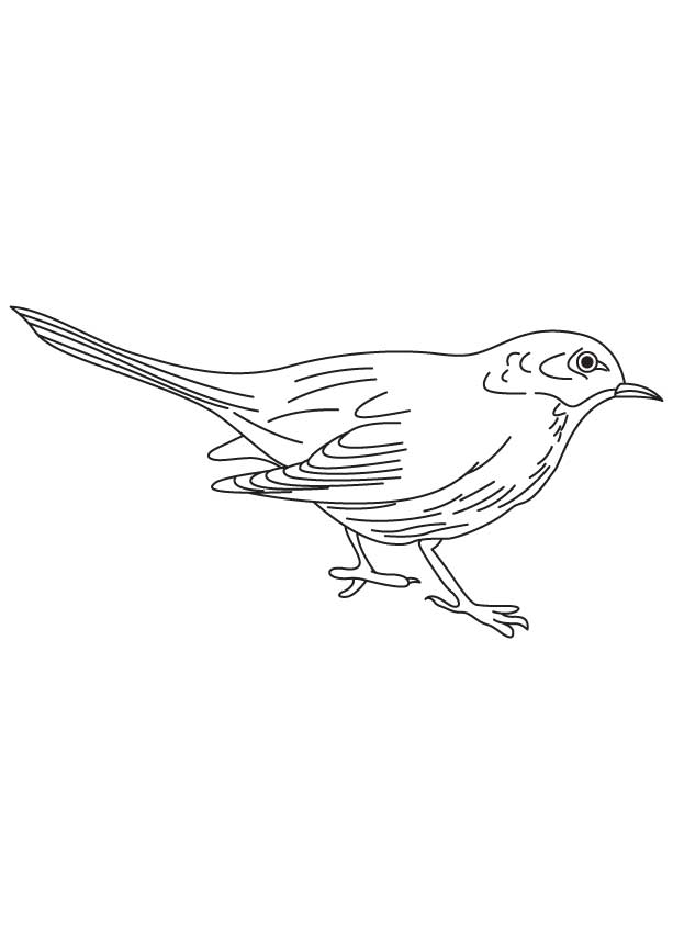 168 Bluebird Coloring Pages Printable 161