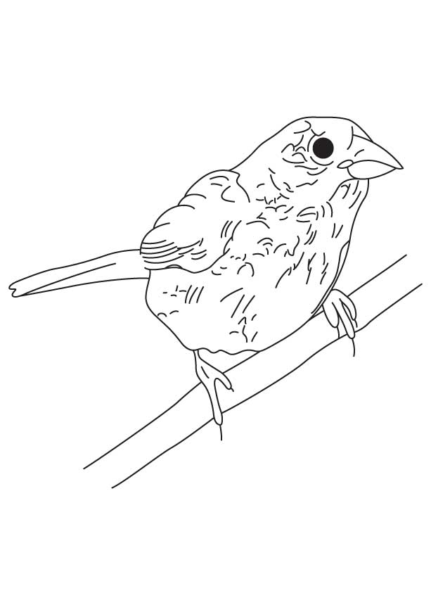 168 Bluebird Coloring Pages Printable 162