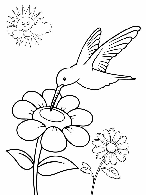 168 Bluebird Coloring Pages Printable 163