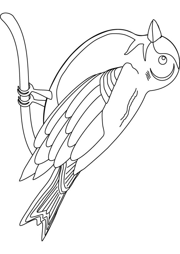 168 Bluebird Coloring Pages Printable 165